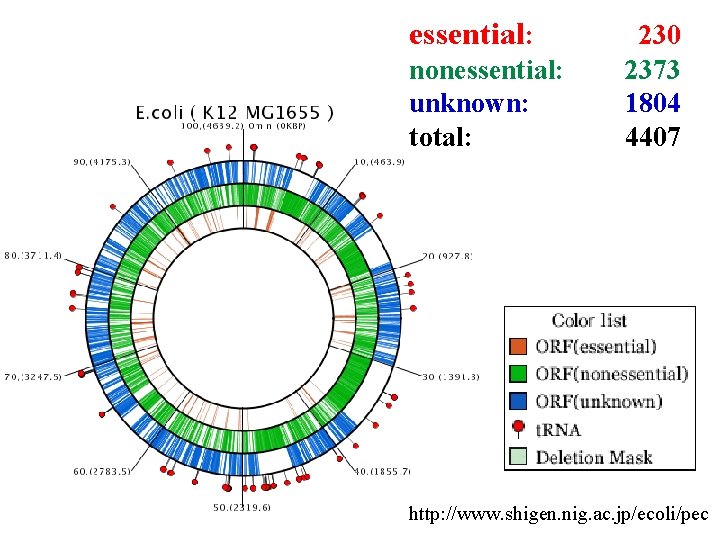 essential: nonessential: unknown: total: 230 2373 1804 4407 http: //www. shigen. nig. ac. jp/ecoli/pec