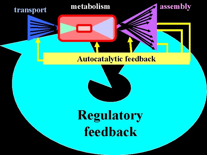transport metabolism Autocatalytic feedback Regulatory feedback assembly 