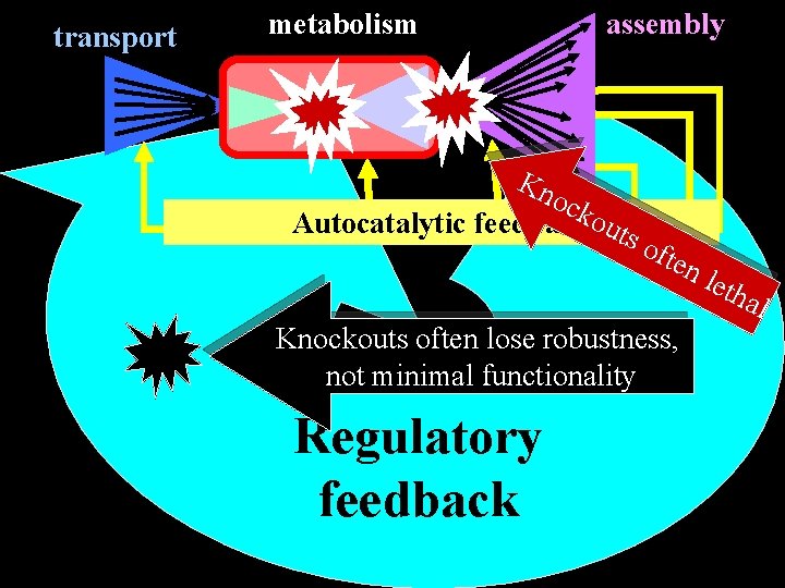 transport metabolism assembly Kn ock Autocatalytic feedbackouts of ten Knockouts often lose robustness, not