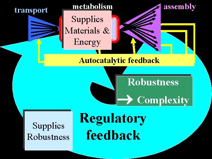 transport metabolism assembly Supplies Materials & Energy Autocatalytic feedback Robustness Complexity Supplies Robustness Regulatory