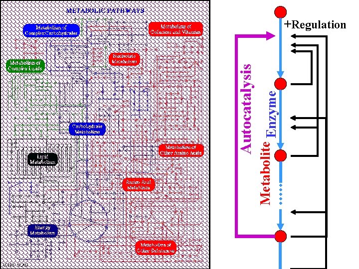 Metabolite Enzyme Autocatalysis +Regulation 