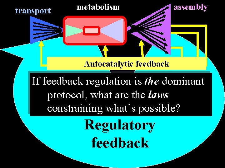 transport metabolism assembly Autocatalytic feedback If feedback regulation is the dominant protocol, what are