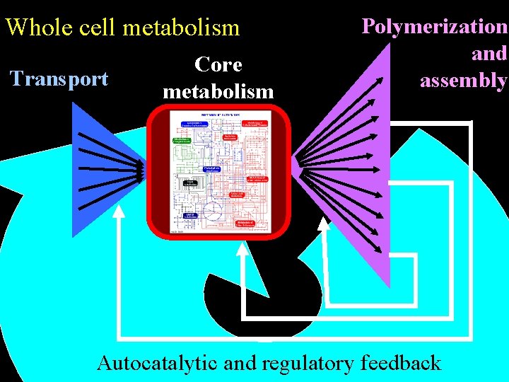 Whole cell metabolism Transport Core metabolism Polymerization and assembly Autocatalytic and regulatory feedback 