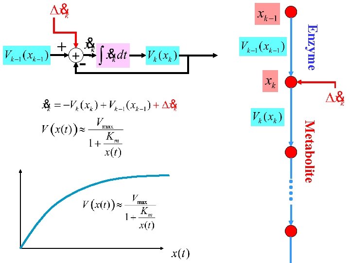 Enzyme - ++ Metabolite 