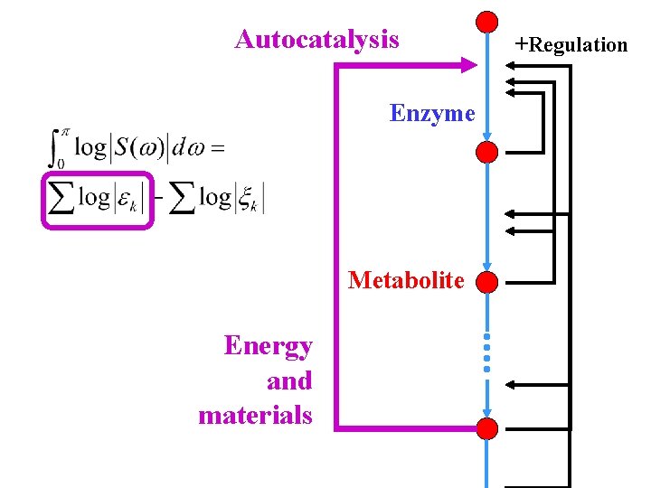 Autocatalysis Enzyme Metabolite Energy and materials +Regulation 