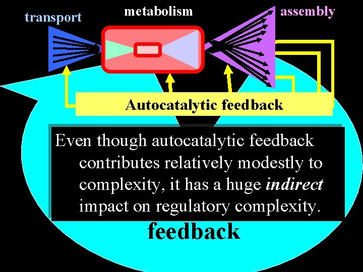 transport metabolism assembly Autocatalytic feedback Even though autocatalytic feedback contributes relatively modestly to complexity,