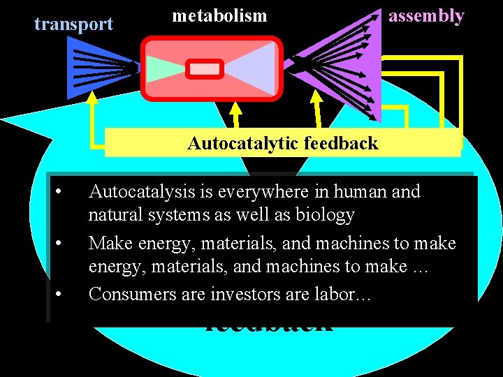 transport metabolism assembly Autocatalytic feedback • • • Autocatalysis is everywhere in human and