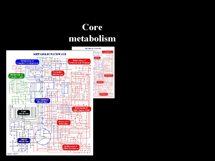 Core metabolism 