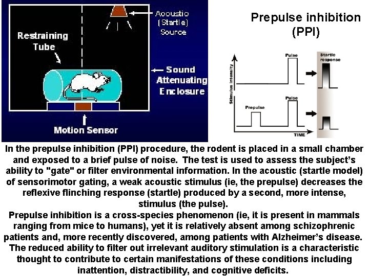 Prepulse inhibition (PPI) In the prepulse inhibition (PPI) procedure, the rodent is placed in