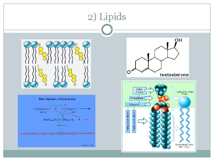 2) Lipids 