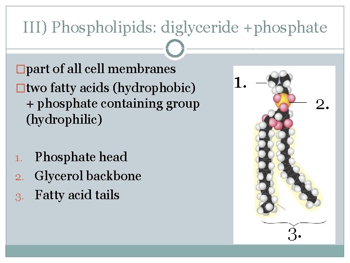 III) Phospholipids: diglyceride +phosphate �part of all cell membranes �two fatty acids (hydrophobic) 1.