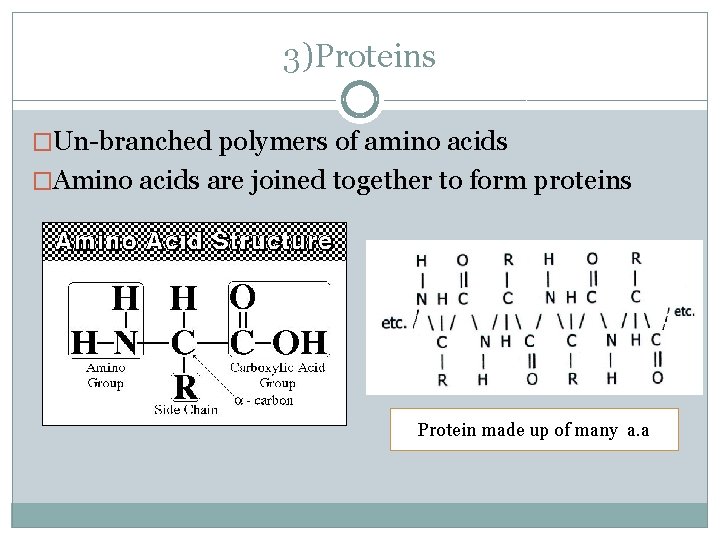 3)Proteins �Un-branched polymers of amino acids �Amino acids are joined together to form proteins