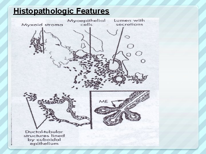 Histopathologic Features 