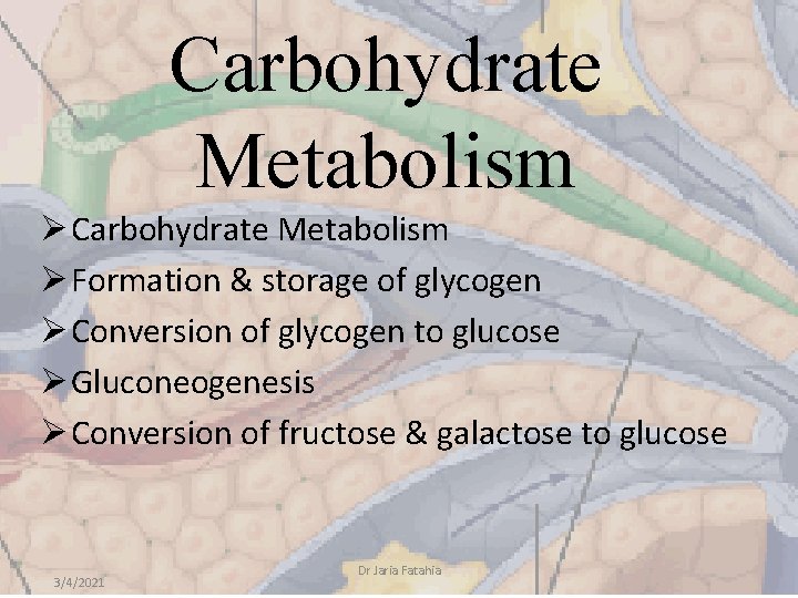 Carbohydrate Metabolism Ø Formation & storage of glycogen Ø Conversion of glycogen to glucose