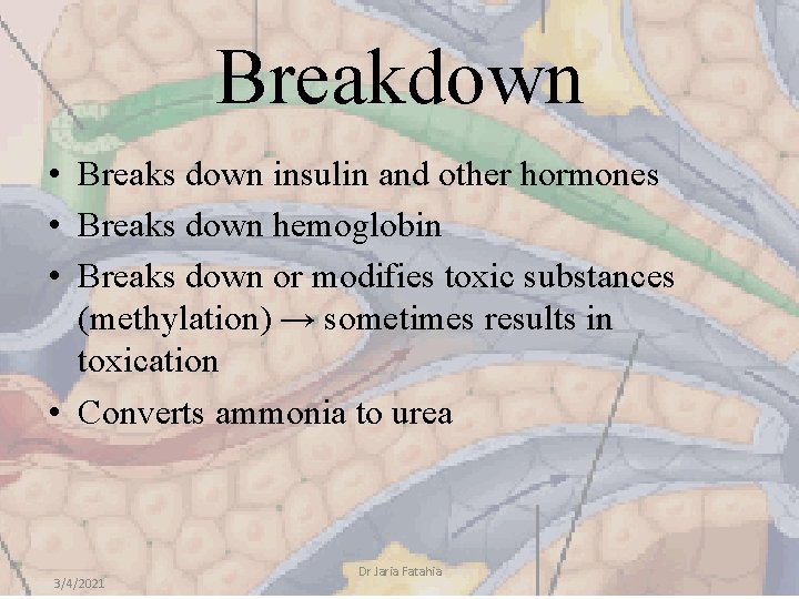 Breakdown • Breaks down insulin and other hormones • Breaks down hemoglobin • Breaks