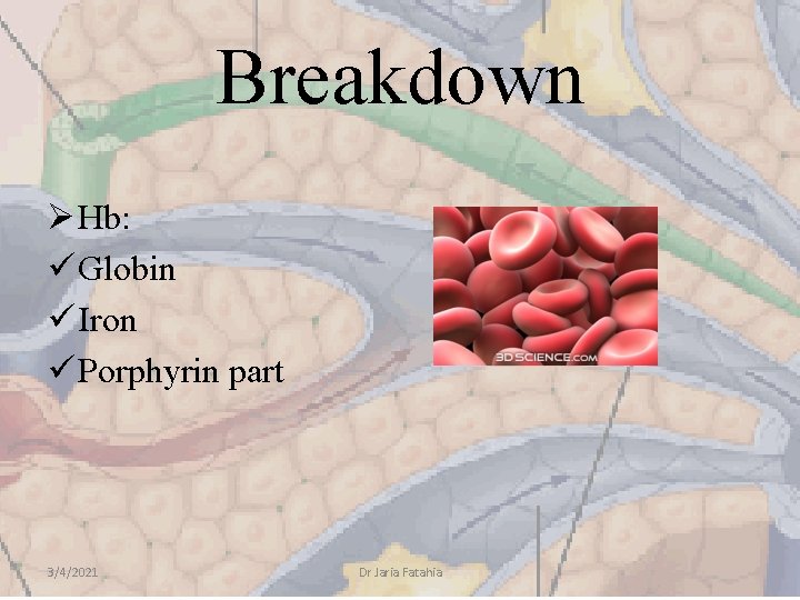 Breakdown Ø Hb: ü Globin ü Iron ü Porphyrin part 3/4/2021 Dr Jaria Fatahia