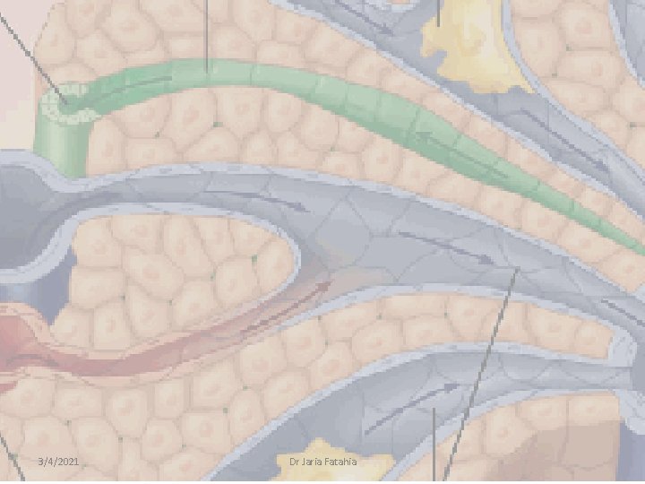 3/4/2021 Dr Jaria Fatahia 