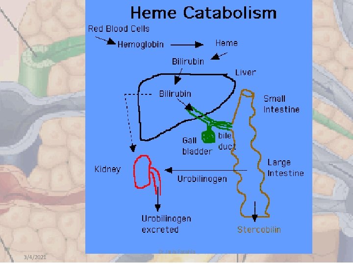 3/4/2021 Dr Jaria Fatahia 