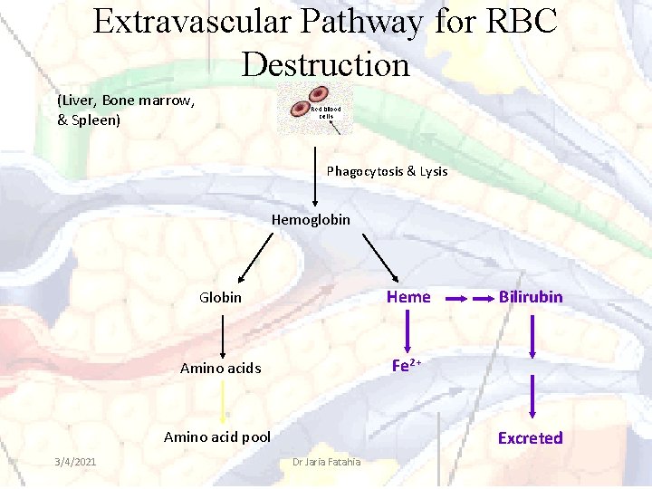 Extravascular Pathway for RBC Destruction (Liver, Bone marrow, & Spleen) Phagocytosis & Lysis Hemoglobin