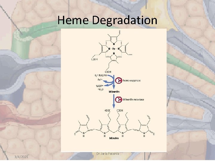Heme Degradation 3/4/2021 Dr Jaria Fatahia 