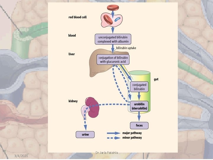 3/4/2021 Dr Jaria Fatahia 