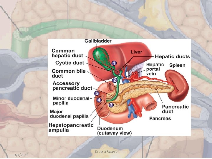 3/4/2021 Dr Jaria Fatahia 