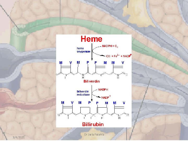 3/4/2021 Dr Jaria Fatahia 