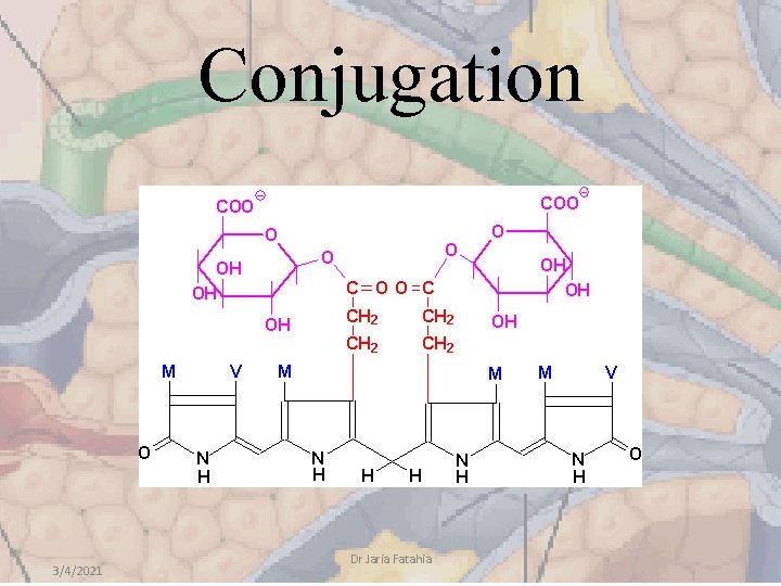 Conjugation 3/4/2021 Dr Jaria Fatahia 