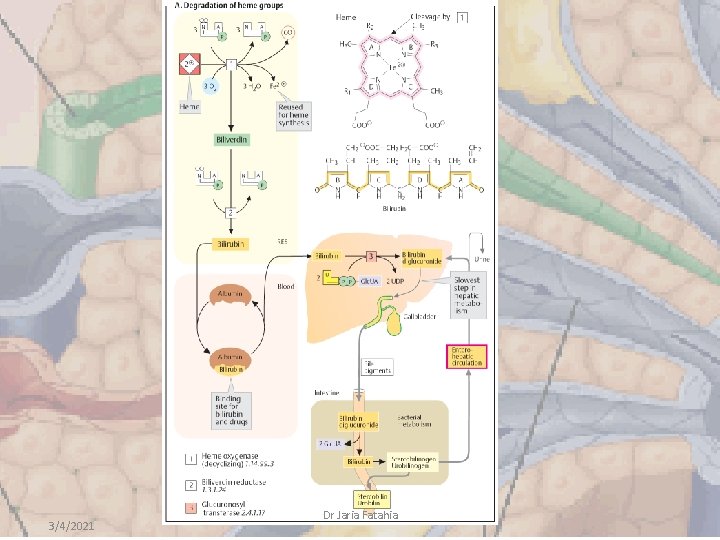 3/4/2021 Dr Jaria Fatahia 