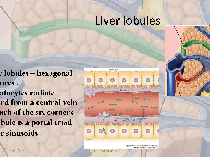 Liver lobules – hexagonal ures. atocytes radiate ard from a central vein ach of