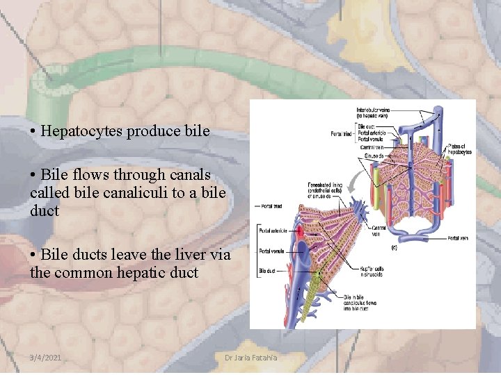  • Hepatocytes produce bile • Bile flows through canals called bile canaliculi to