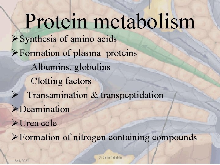 Protein metabolism Ø Synthesis of amino acids Ø Formation of plasma proteins Albumins, globulins