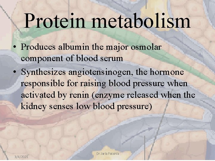 Protein metabolism • Produces albumin the major osmolar component of blood serum • Synthesizes