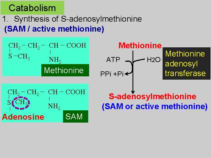Catabolism 1. Synthesis of S-adenosylmethionine (SAM / active methionine) CH 2 S CH 3