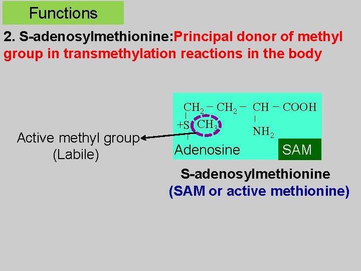 Functions 2. S-adenosylmethionine: Principal donor of methyl group in transmethylation reactions in the body