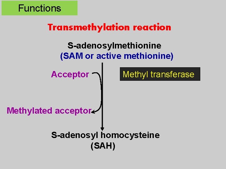 Functions Transmethylation reaction S-adenosylmethionine (SAM or active methionine) Acceptor Methyl transferase Methylated acceptor S-adenosyl
