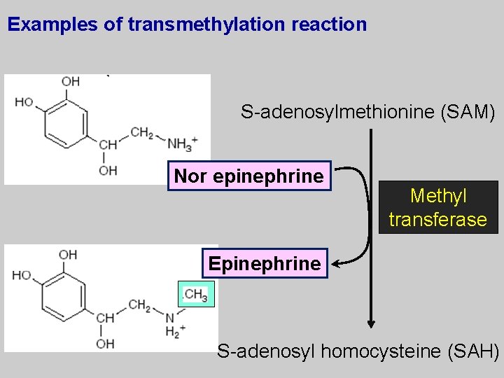 Examples of transmethylation reaction S-adenosylmethionine (SAM) Nor epinephrine Methyl transferase Epinephrine S-adenosyl homocysteine (SAH)