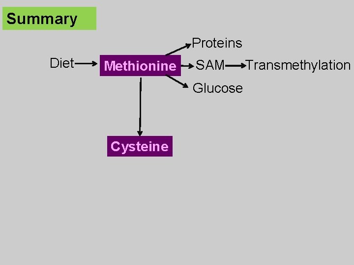 Summary Proteins Diet Methionine SAM Glucose Cysteine Transmethylation 