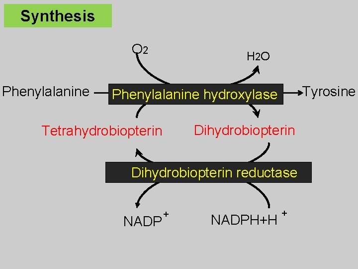 Synthesis O 2 Phenylalanine H 2 O Tyrosine Phenylalanine hydroxylase Dihydrobiopterin Tetrahydrobiopterin Dihydrobiopterin reductase