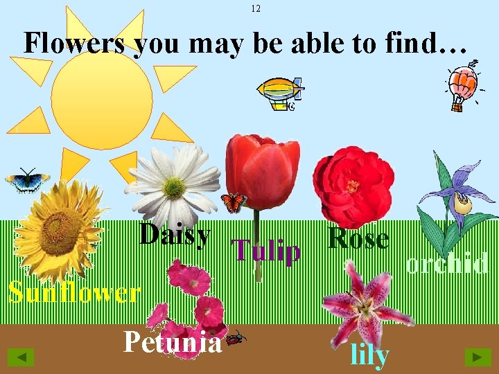 12 Flowers you may be able to find… Daisy Sunflower Petunia Rose Tulip orchid