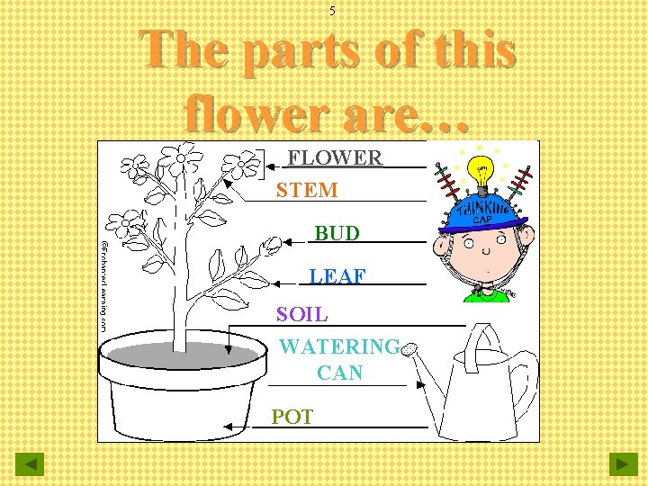 5 The parts of this flower are… FLOWER STEM BUD LEAF SOIL WATERING CAN