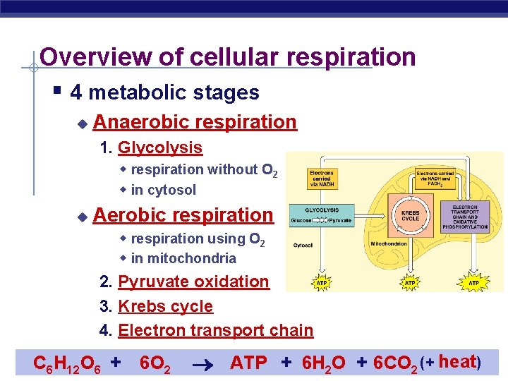 Overview of cellular respiration § 4 metabolic stages u Anaerobic respiration 1. Glycolysis w