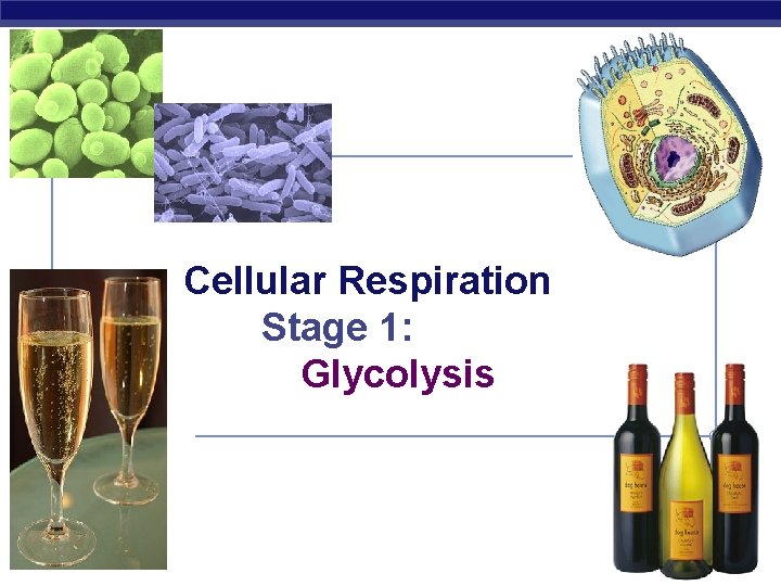Cellular Respiration Stage 1: Glycolysis AP Biology 2007 -2008 