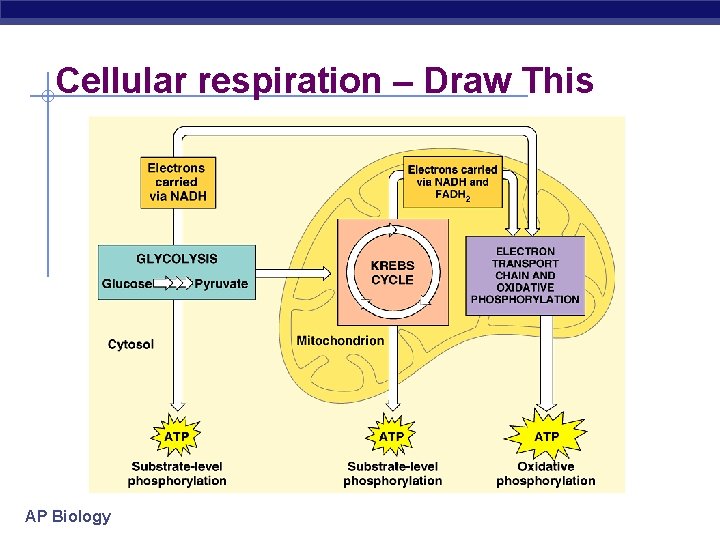 Cellular respiration – Draw This AP Biology 