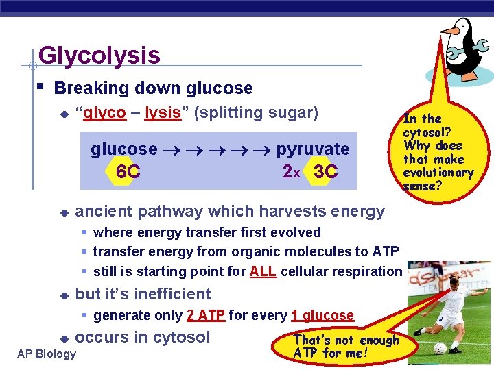 Glycolysis § Breaking down glucose u “glyco – lysis” (splitting sugar) glucose pyruvate 2