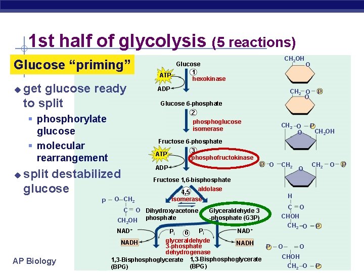 1 st half of glycolysis (5 reactions) Glucose “priming” u get glucose ready to