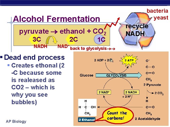 bacteria yeast Alcohol Fermentation recycle NADH pyruvate ethanol + CO 2 3 C NADH