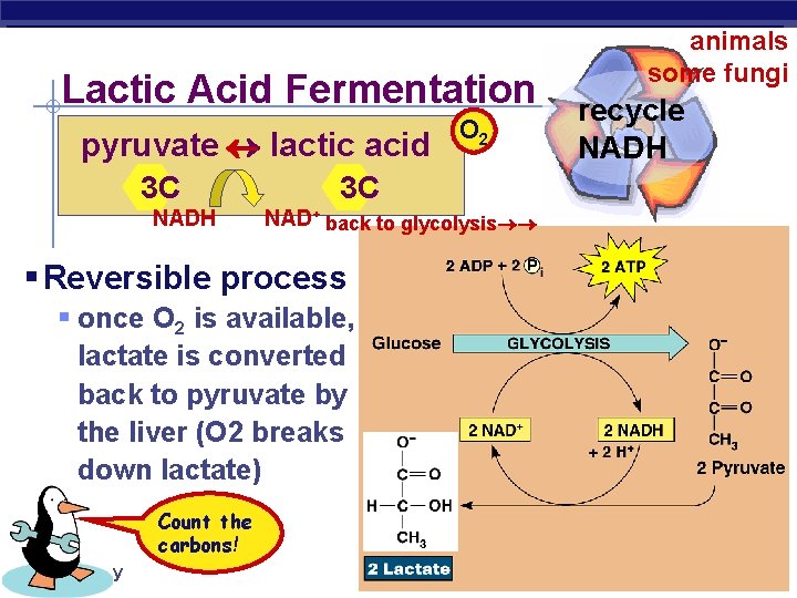 Lactic Acid Fermentation pyruvate lactic acid 3 C NADH 3 C NAD+ back to