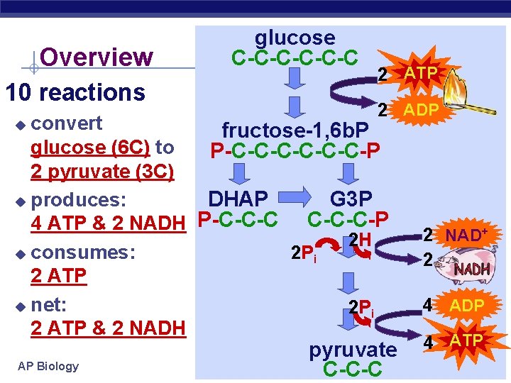Overview 10 reactions glucose C-C-C-C 2 ATP 2 ADP convert fructose-1, 6 b. P