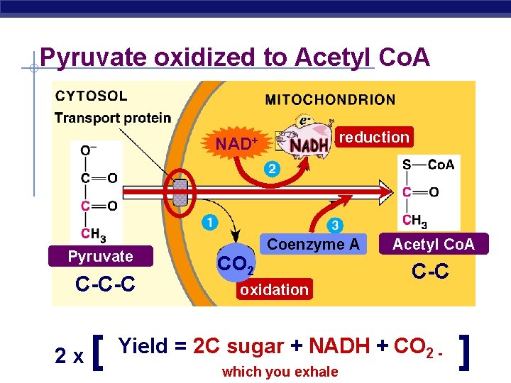 Pyruvate oxidized to Acetyl Co. A reduction NAD+ Pyruvate C-C-C 2 x AP Biology